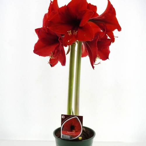 Amaryllis 2er rot T14 H025