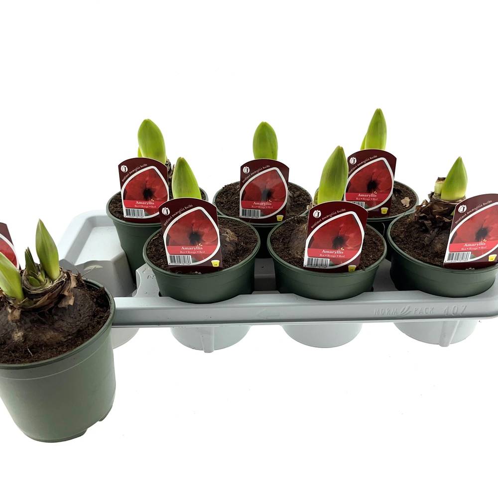 Amaryllis 2er rot T14 H025
