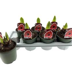 Amaryllis 2er rot T14 H025