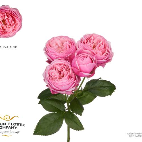 Rose verzweigt rosa Silva Pink 50cm Garden