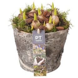 Muscari.Arr PTMB2645 T14 H20
