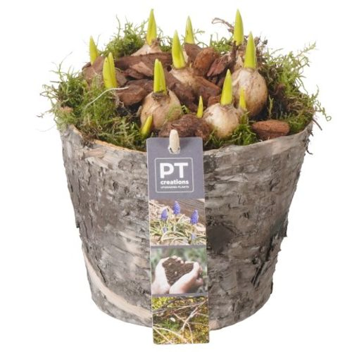 Muscari.Arr PTMB2645 T14 H20