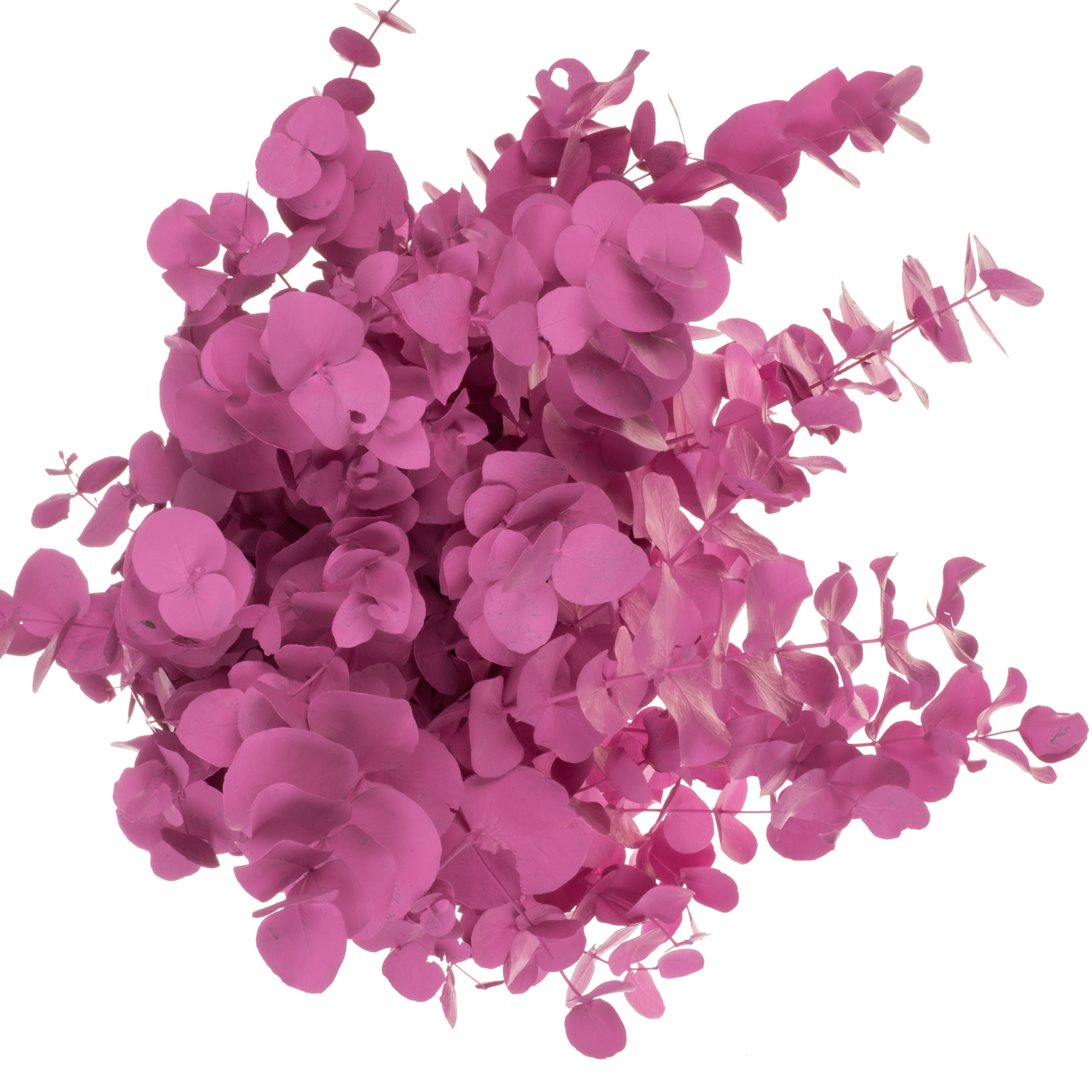 Populus cerise gefärbt Cinerea 200 Gramm 65cm