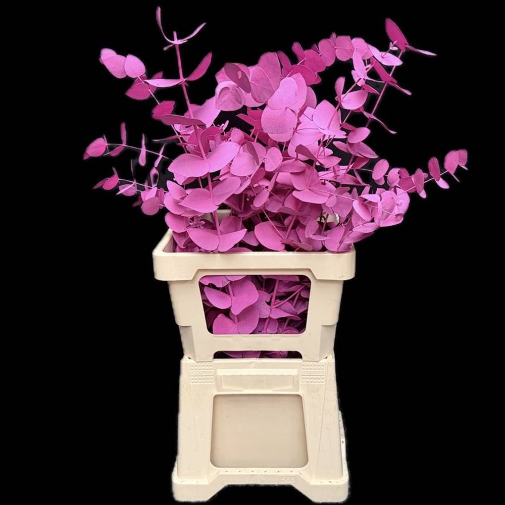 Populus cerise gefärbt Cinerea 200 Gramm 65cm