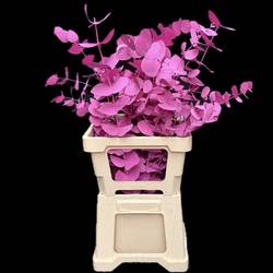 Populus cerise gefärbt Cinerea 200 Gramm 65cm