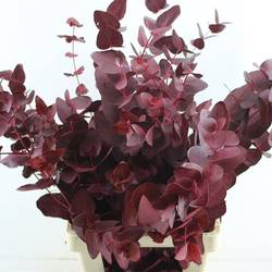 Populus cerise Cinerea gefärbt 300 Gramm 70cm