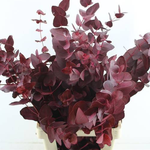 Populus cerise Cinerea gefärbt 300 Gramm 70cm