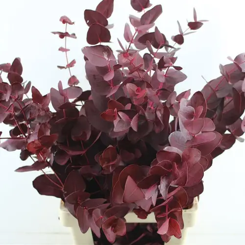 Populus cerise Cinerea gefärbt 300 Gramm 70cm