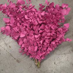 Populus cerise gefärbt Cinerea 200 Gramm 65cm