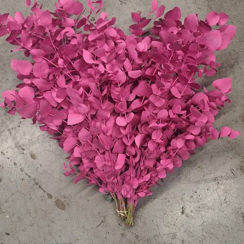 Populus cerise gefärbt Cinerea 200 Gramm 65cm