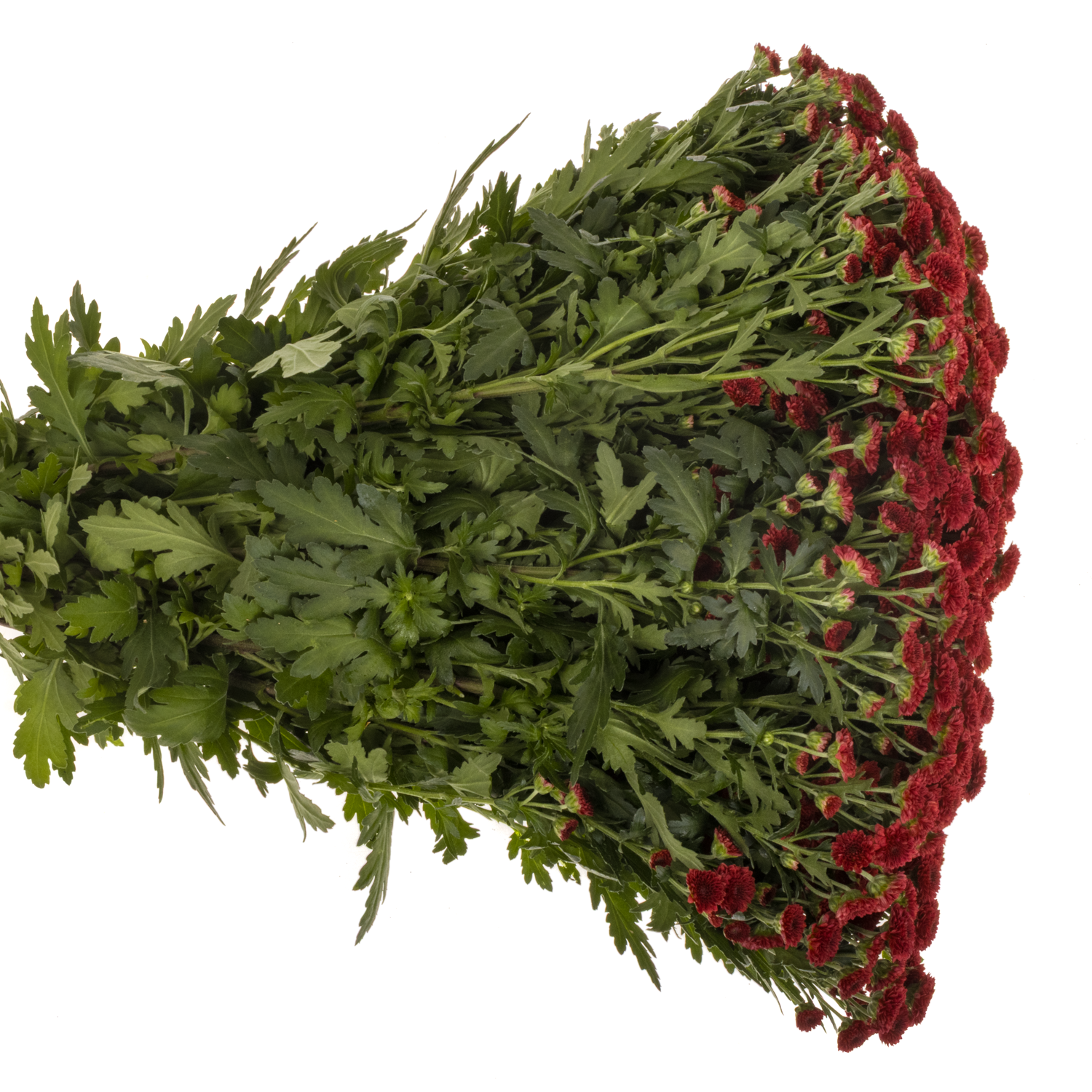 Santini rot Pompon Tyolo 1000 Gramm 55cm