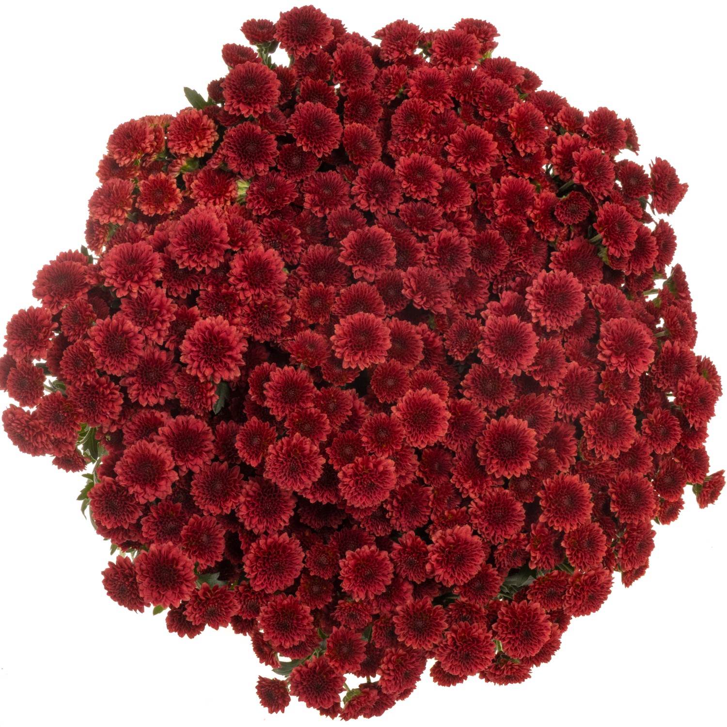 Santini rot Pompon Tyolo 1000 Gramm 55cm