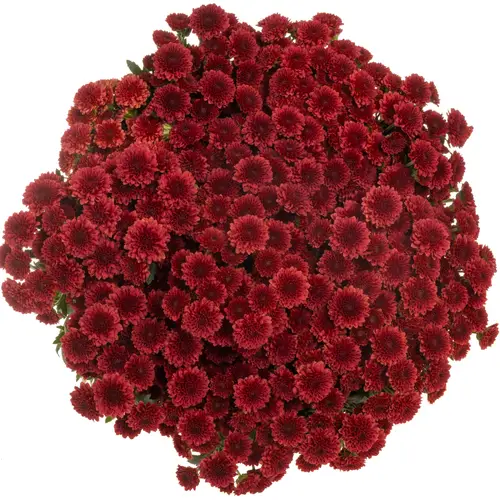 Santini rot Pompon Tyolo 1000 Gramm 55cm