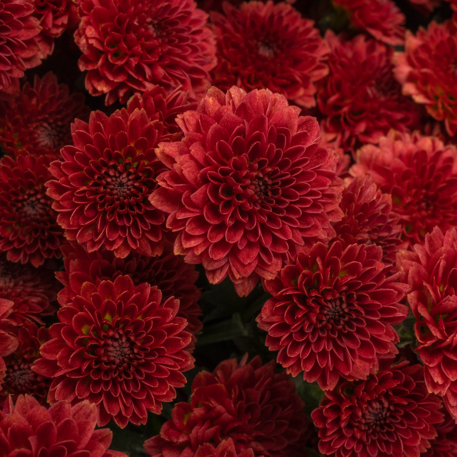 Santini rot Pompon Tyolo 1000 Gramm 55cm