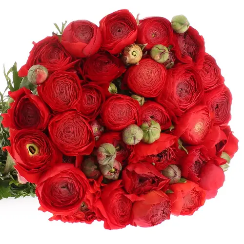 Ranunkel rot Extra Italie 40cm x 30