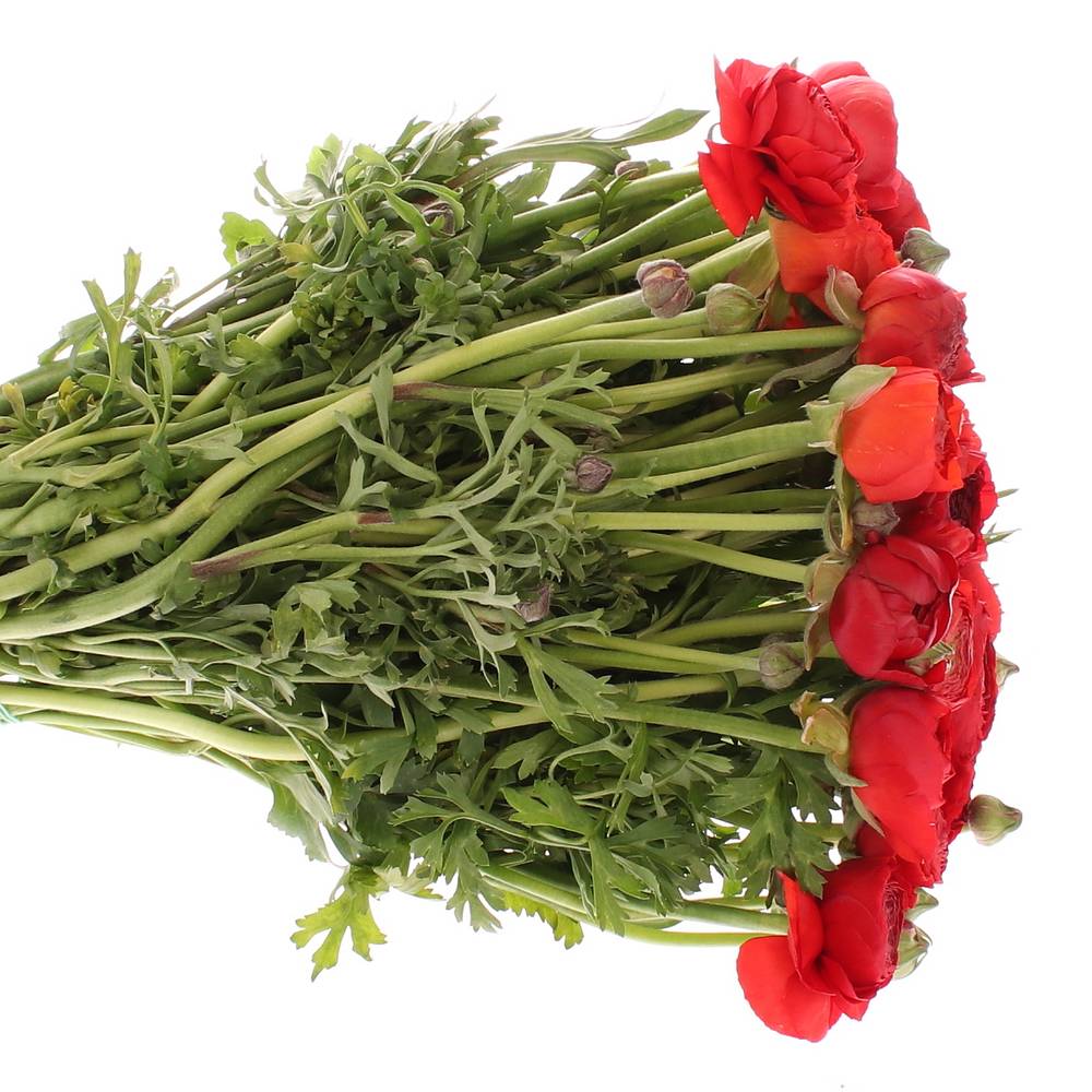 Ranunkel rot Extra Italie 40cm x 30