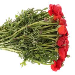 Ranunkel rot Extra Italie 40cm x 30