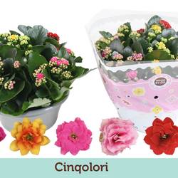 Kalanchoe Schale Gef. mix Carnaval T23 H027