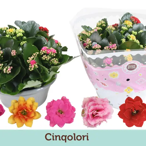 Kalanchoe Schale Gef. mix Carnaval T23 H027