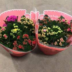 Kalanchoe Schale Gef. Carnaval T23 H027