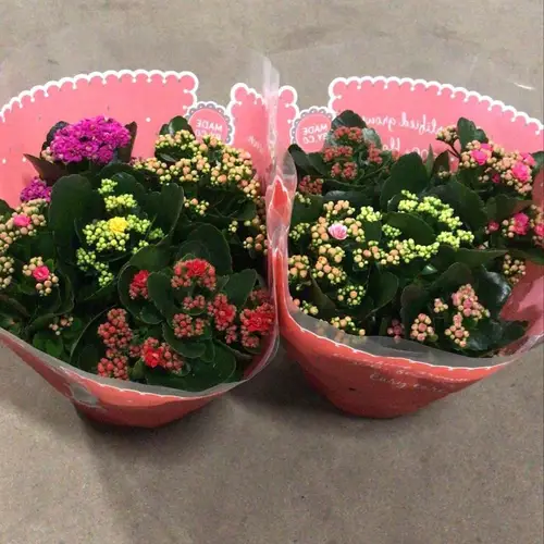 Kalanchoe Schale Gef. Carnaval T23 H027
