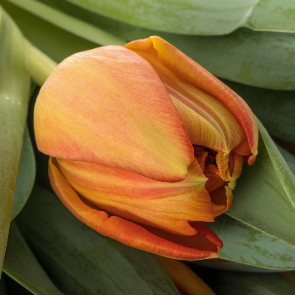 Tulpe orange doppel Lorenzo 30 Gramm