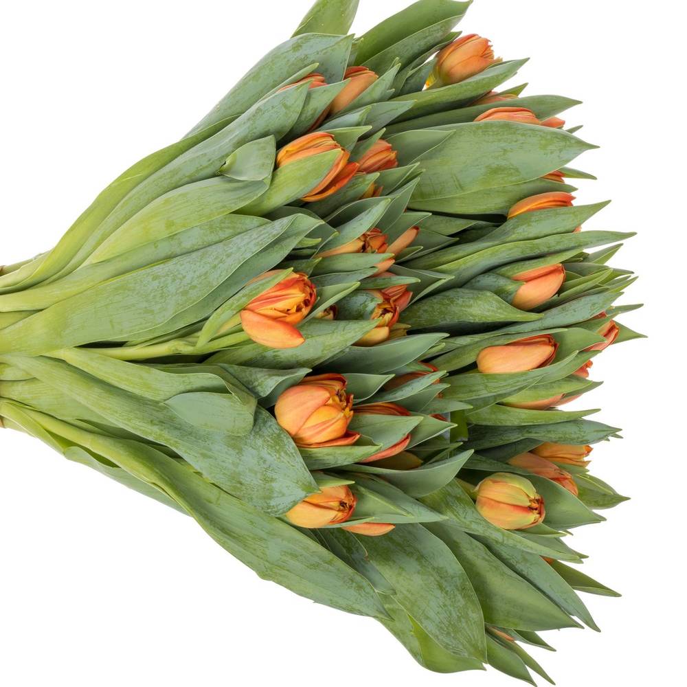 Tulpe orange doppel Lorenzo 30 Gramm
