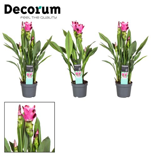Curcuma Siam. Splash T13 H050