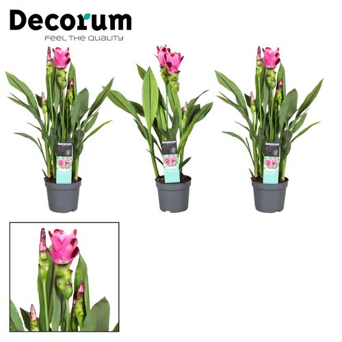 Curcuma Siam. Splash T13 H050
