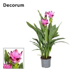 Curcuma Siam. Splash T13 H050