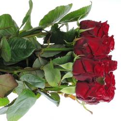 Rose rot Red Naomi (Meewisse) 80cm
