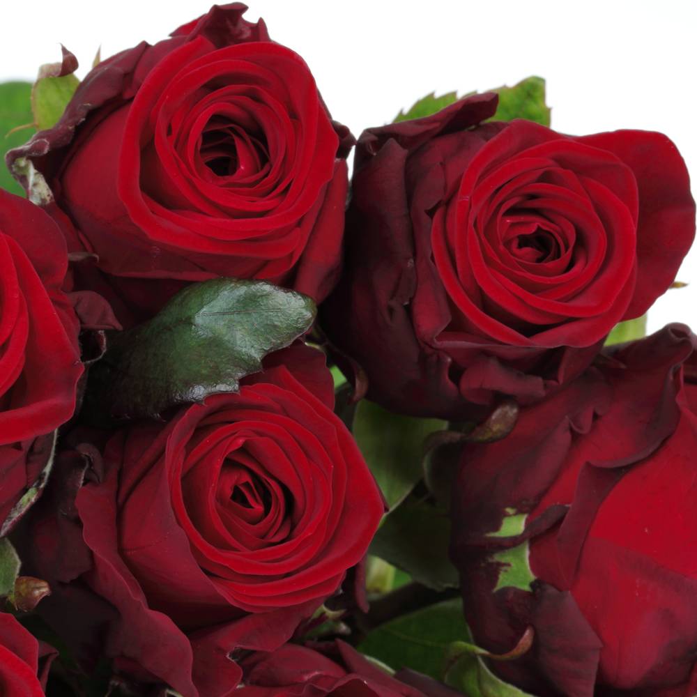 Rose rot Red Naomi (Meewisse) 80cm