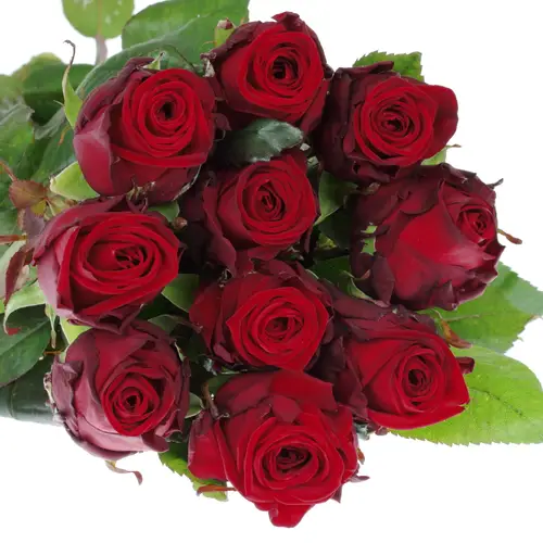 Rose rot Red Naomi (Meewisse) 80cm