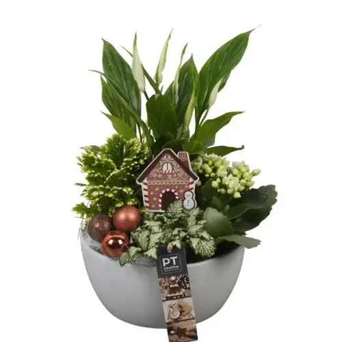 Spath.Arr PTCHB9752 Weihnachten T18 H031