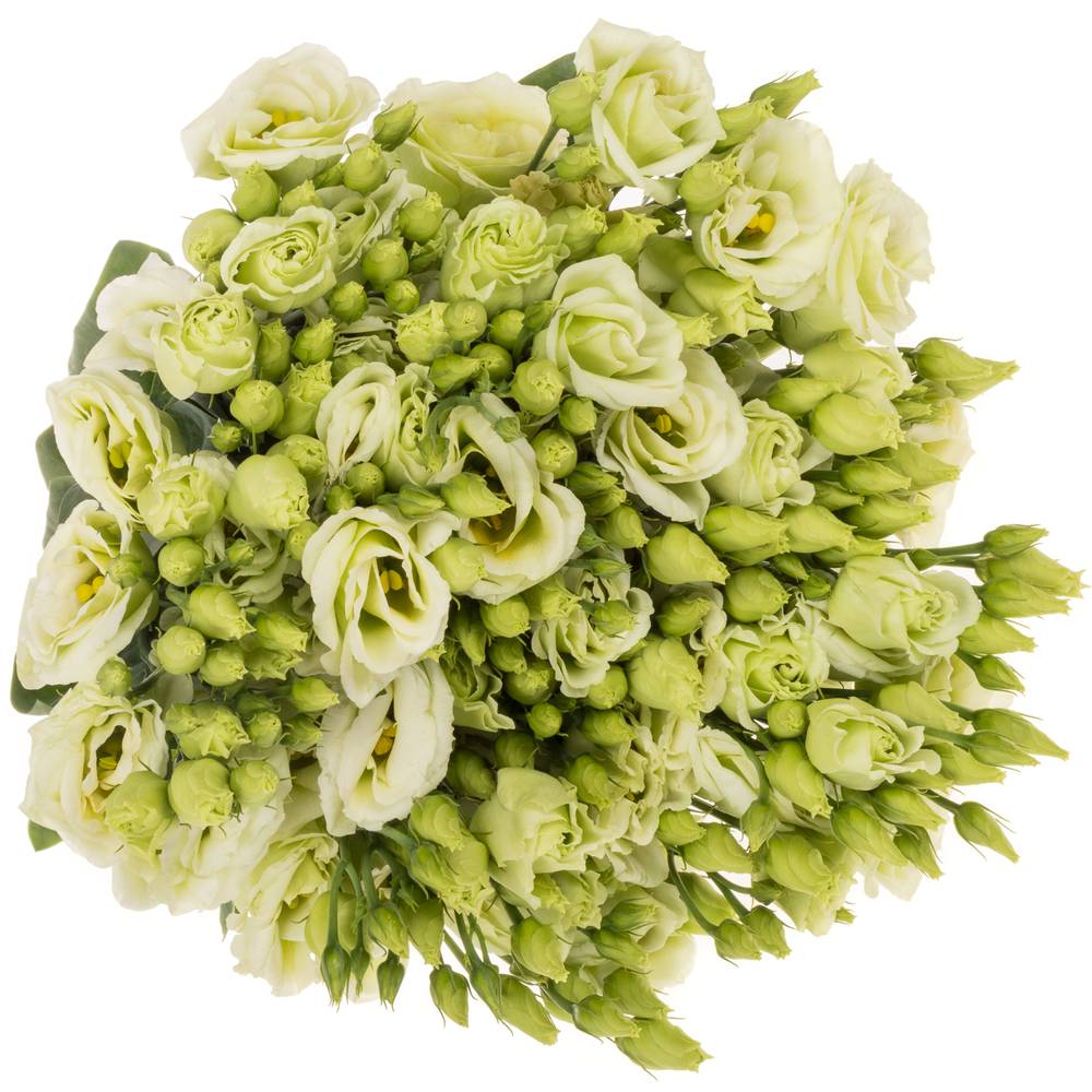 Lisianthus grün Rosita Waalzicht