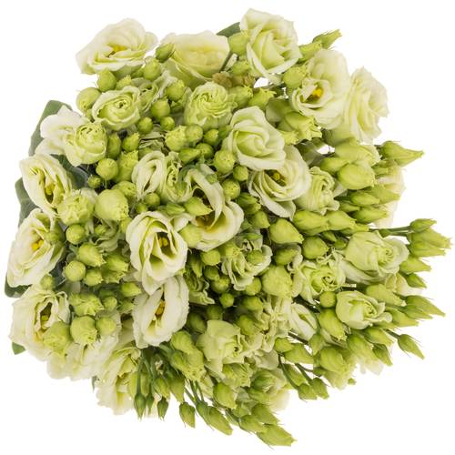 Lisianthus grün Rosita Waalzicht