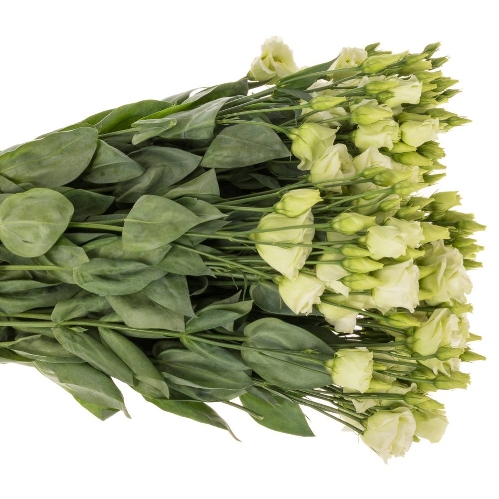 Lisianthus grün Rosita Waalzicht