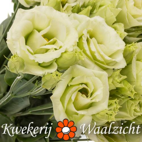 Lisianthus grün Rosita Waalzicht