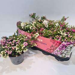 Pernettia weiss/rosa Duo T14 H025