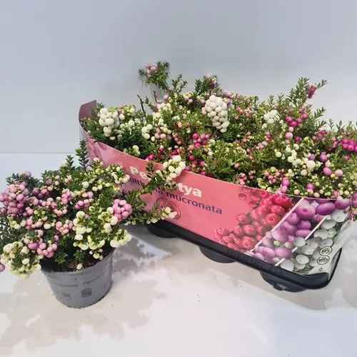 Pernettya weiss/rosa Duo T14 H025