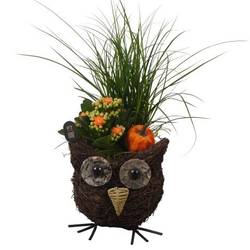 Carex.Arr PTHI3312 Herbst T15 H033