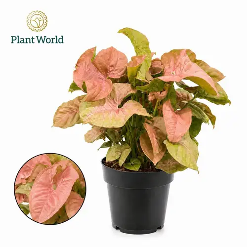 Syngonium Red Heart Feel Green T14 H030