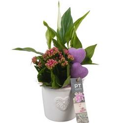 Spath.Arr PTVMB2251 T10 H029