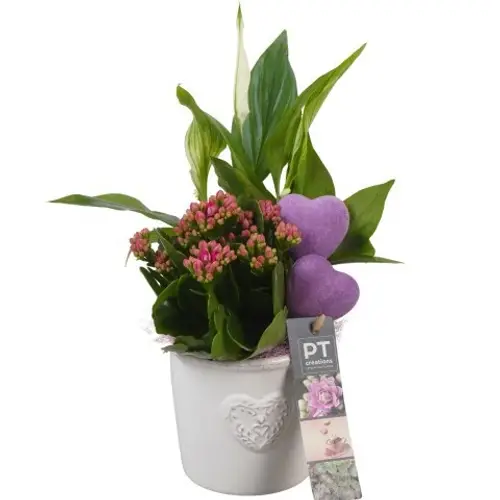 Spath.Arr PTVMB2251 T10 H029