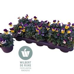 Hornveilchen mix Nice T12 H018