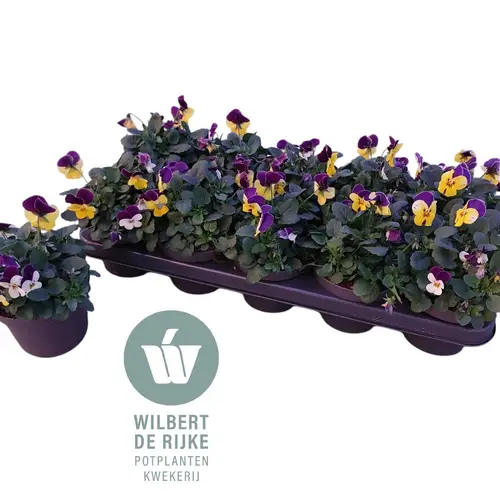 Hornveilchen mix Nice T12 H018