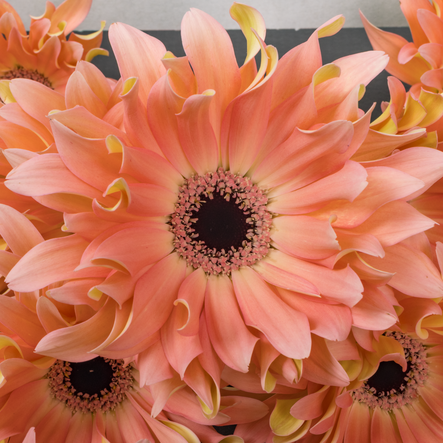 Gerbera lachs Pasta Saar