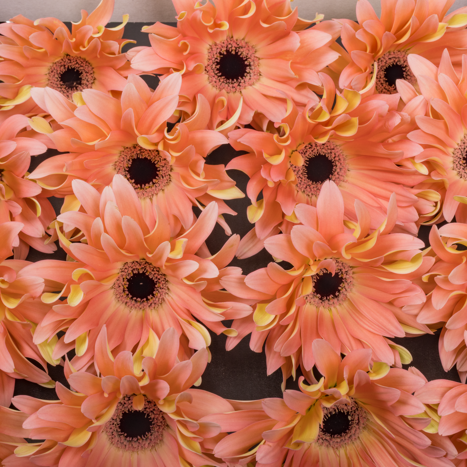 Gerbera lachs Pasta Saar