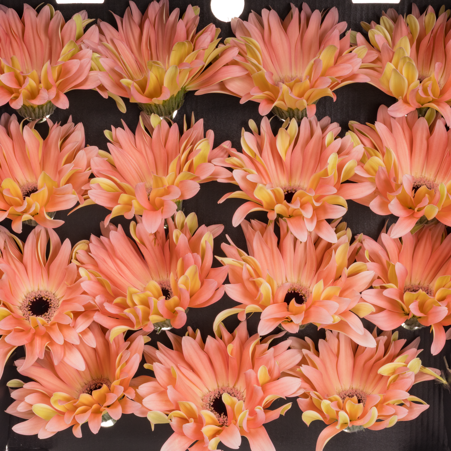 Gerbera lachs Pasta Saar