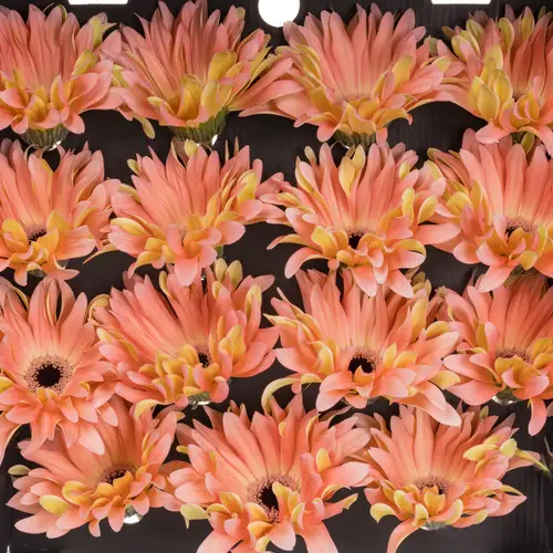 Gerbera rosa Pasta Saar